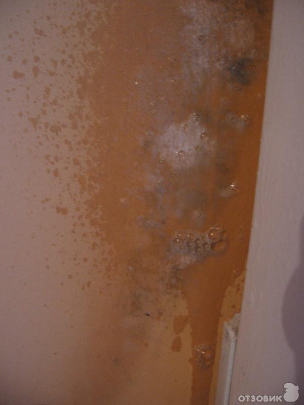 Удалитель плесени без хлора Glutoclean фото