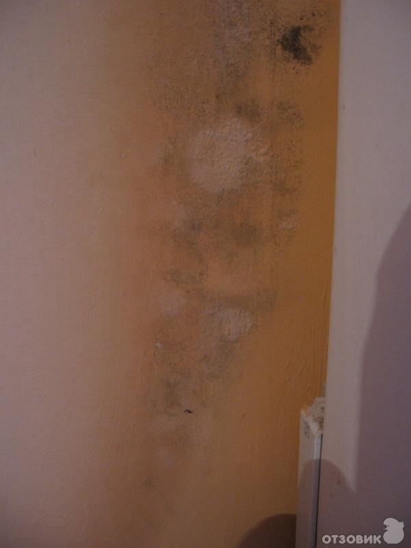 Удалитель плесени без хлора Glutoclean фото