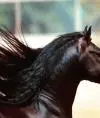 rserduk