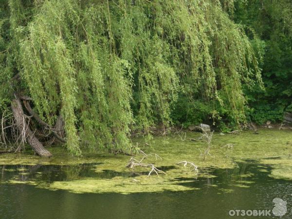 Шаровский дворцово-парковый комплекс (Украина, Харьковская обл. Богодуховский р-он, пгт. Шаровка) фото