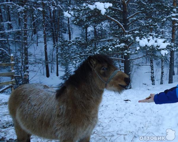 Санаторий Россия (Россия, г. Белокуриха) фото