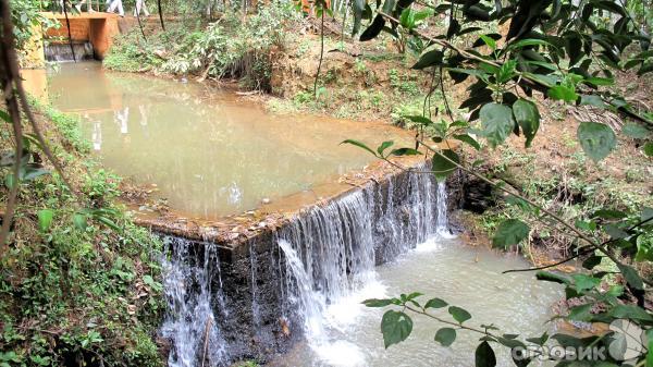 Экскурсия на плантацию специй (Индия, Гоа) фото