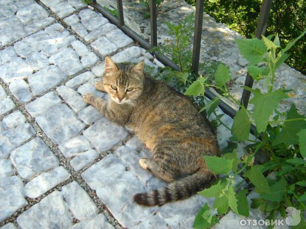 Свято-Георгиевский монастырь (Украина, Крым) фото