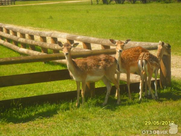 Агротуристический комплекс Коробчицы (Белоруссия, Гродненская область) фото