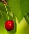 Inga-s-cherry