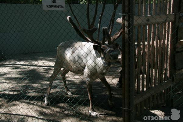 Контактный зоопарк в ЦПКиО им. В. В. Маяковского (Россия, Екатеринбург) фото