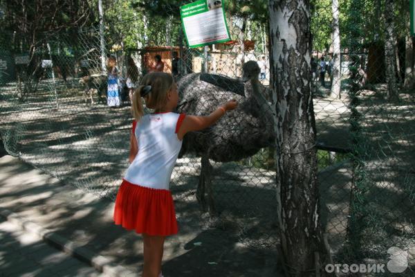 Контактный зоопарк в ЦПКиО им. В. В. Маяковского (Россия, Екатеринбург) фото