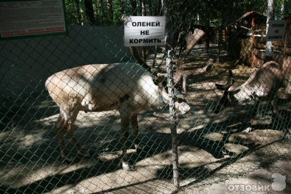 Контактный зоопарк в ЦПКиО им. В. В. Маяковского (Россия, Екатеринбург) фото