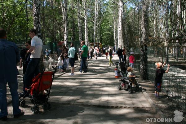 Контактный зоопарк в ЦПКиО им. В. В. Маяковского (Россия, Екатеринбург) фото