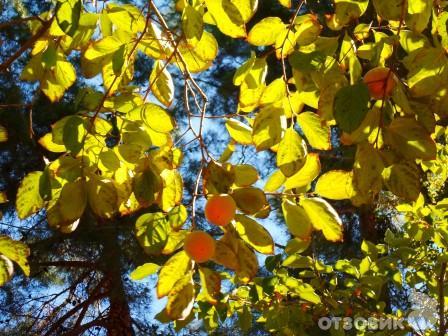 Отель Ирэн (Абхазия, Пицунда) фото