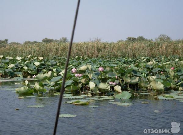 Отдых в пос. Витязево (Россия, Анапа) фото