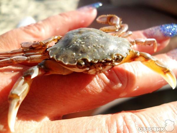 Отдых в Кранево фото