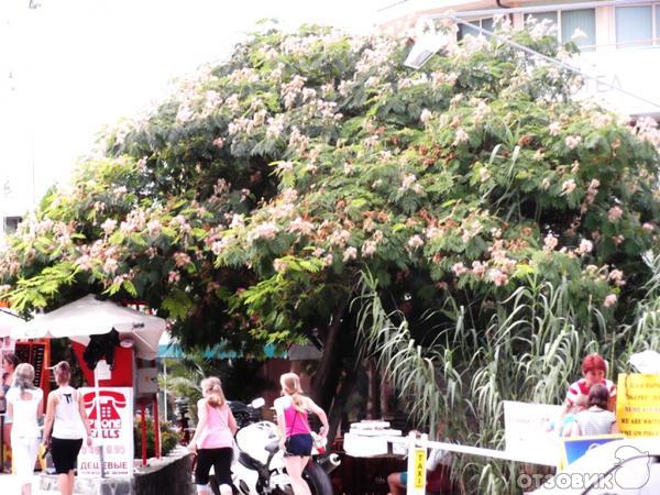 Отдых в Кранево фото