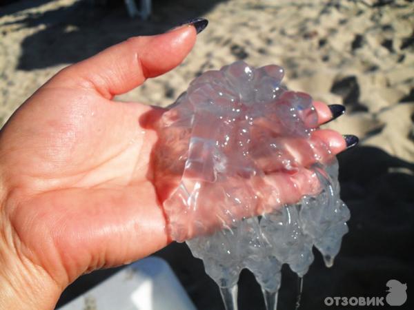 Отдых в Кранево фото