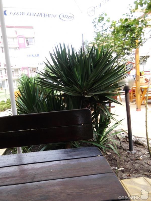 Отдых в Кранево фото