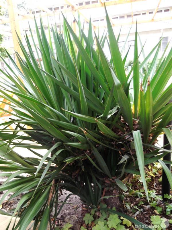 Отдых в Кранево фото