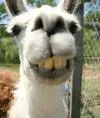 LAMA MAMA
