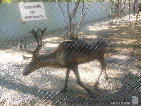 Контактный зоопарк в ЦПКиО им. В. В. Маяковского (Россия, Екатеринбург) фото