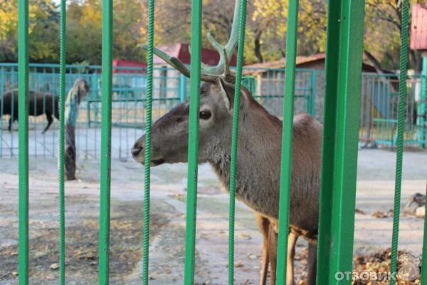 Симферопольский зоопарк (Украина, Симферополь) фото