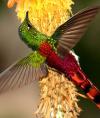 hummingbird