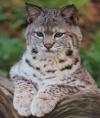 bobcat