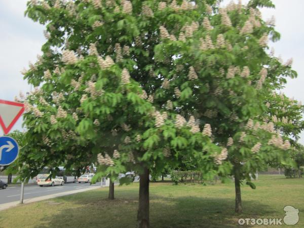 Город Франкфурт-на-Майне (Германия) фото