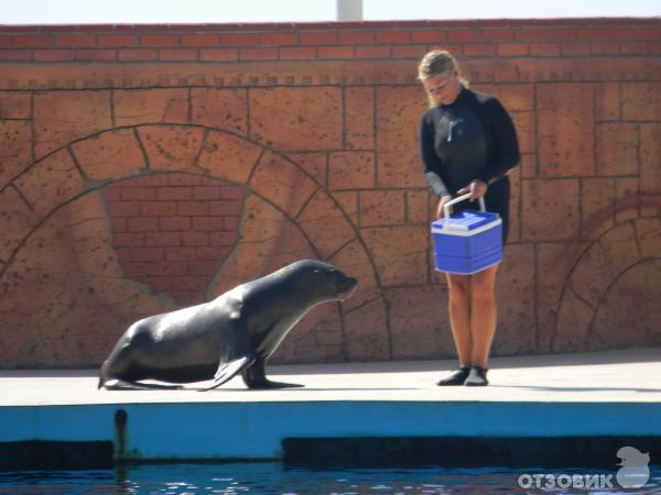 Дельфинарий Sealanya (Турция, Алaния) фото