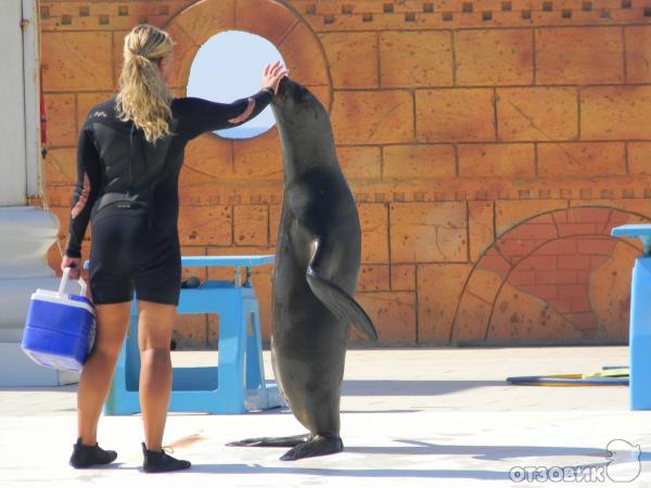 Дельфинарий Sealanya (Турция, Алaния) фото