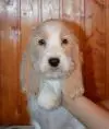 Petsby
