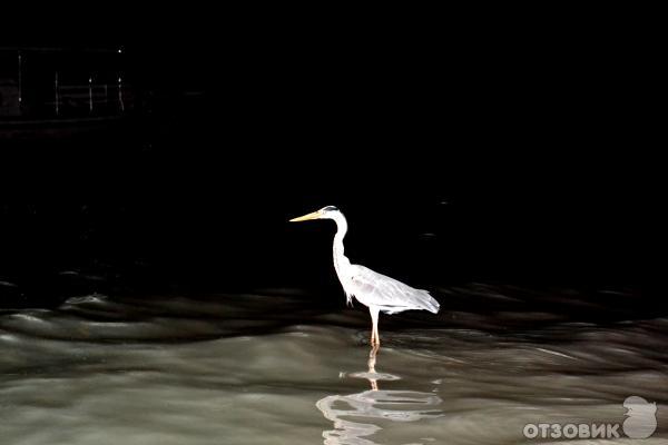 Отель Sun Island Resort 5* (Мальдивы) фото