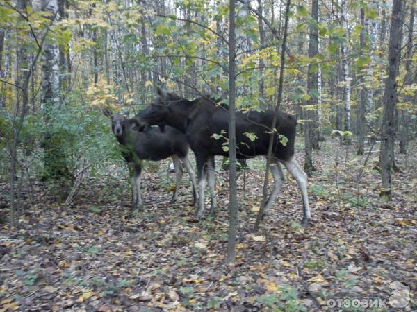 Экскурсия по городу Королев (Россия, Московская область) фото