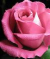 Pink rose