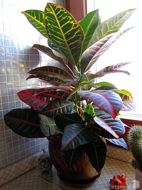 15 комнатных растений с красными листьями, которые станут местом притяжения внимания