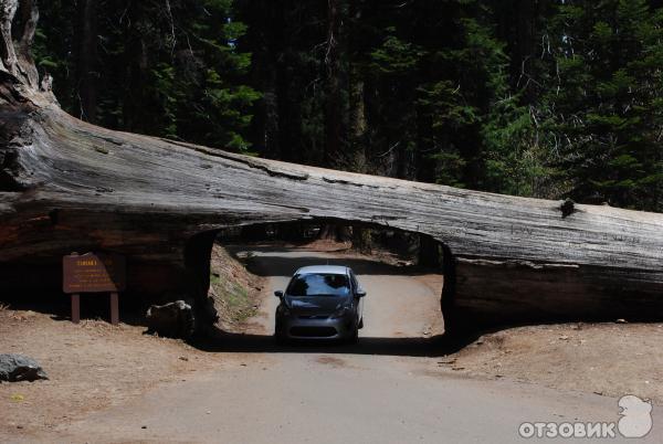 Экскурсия в национальный парк Sequoia (США, Калифорния) фото