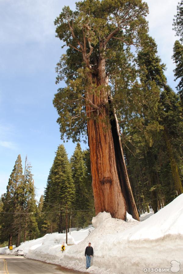 Экскурсия в национальный парк Sequoia (США, Калифорния) фото