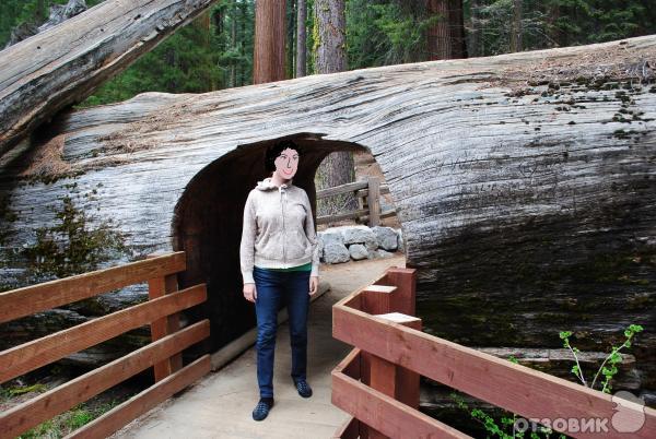 Экскурсия в национальный парк Sequoia (США, Калифорния) фото