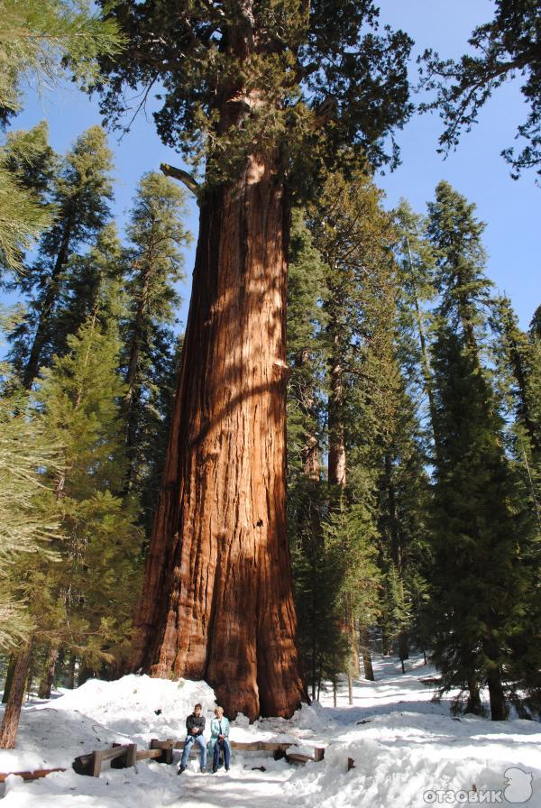 Экскурсия в национальный парк Sequoia (США, Калифорния) фото