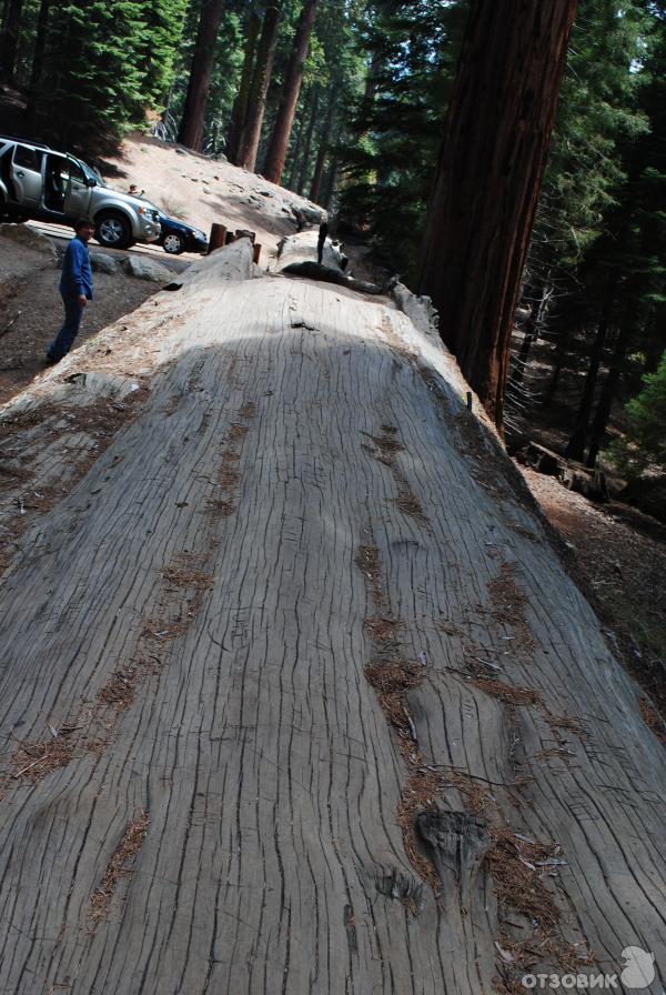 Экскурсия в национальный парк Sequoia (США, Калифорния) фото