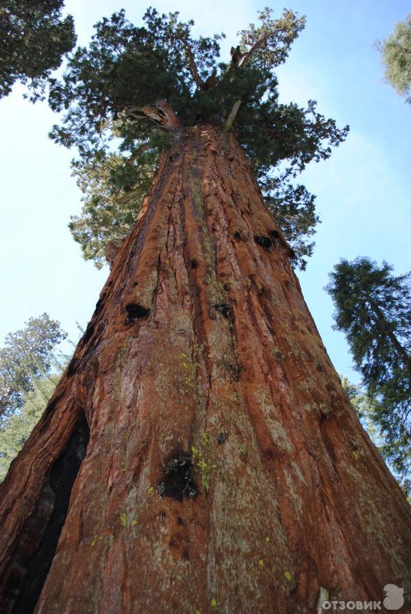 Экскурсия в национальный парк Sequoia (США, Калифорния) фото