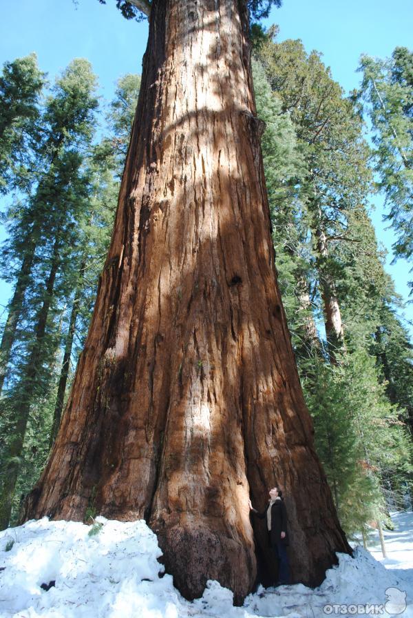 Экскурсия в национальный парк Sequoia (США, Калифорния) фото