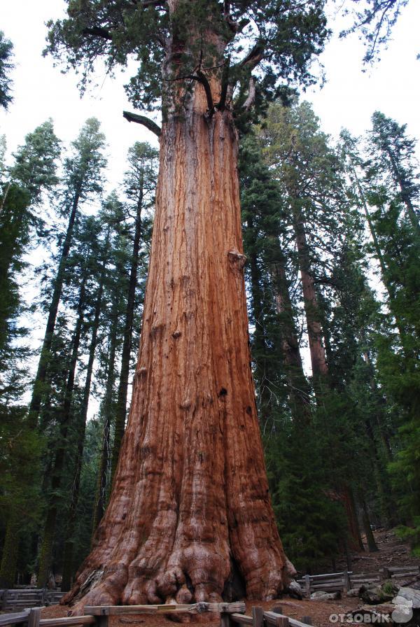 Экскурсия в национальный парк Sequoia (США, Калифорния) фото