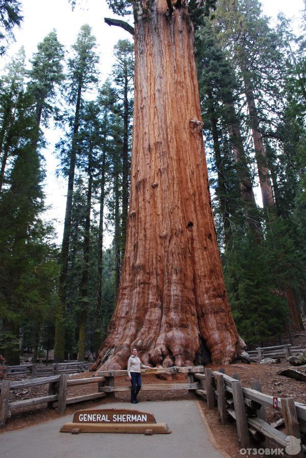 Экскурсия в национальный парк Sequoia (США, Калифорния) фото