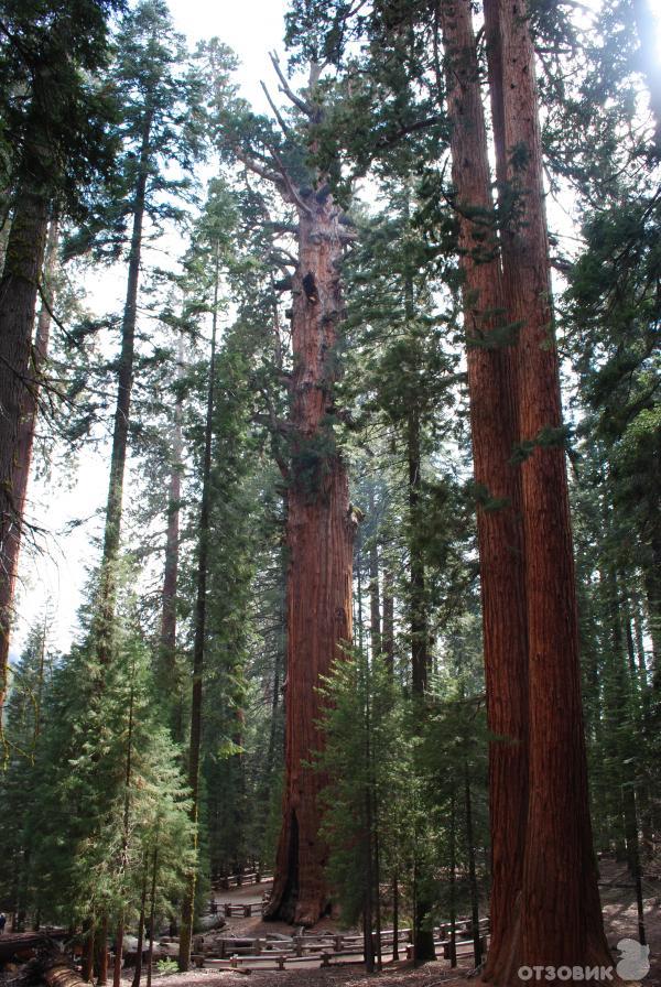 Экскурсия в национальный парк Sequoia (США, Калифорния) фото