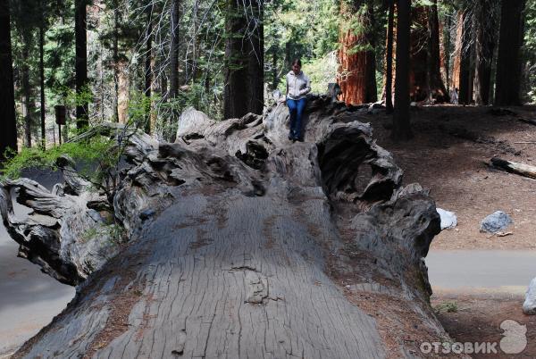 Экскурсия в национальный парк Sequoia (США, Калифорния) фото