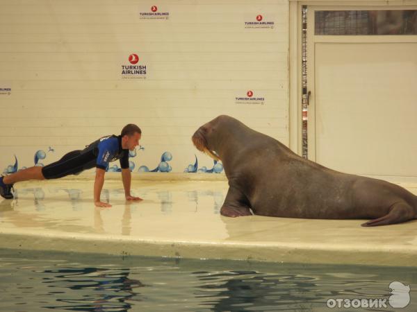 Дельфинарий Troy Aqua & Dolphinarium (Турция, Белек) фото