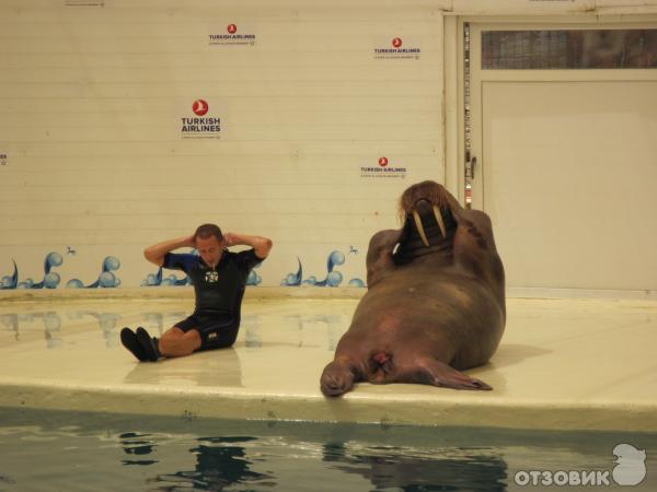 Дельфинарий Troy Aqua & Dolphinarium (Турция, Белек) фото