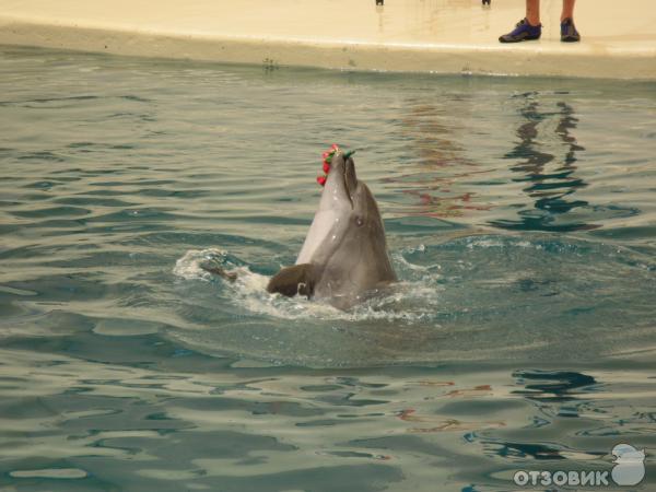 Дельфинарий Troy Aqua & Dolphinarium (Турция, Белек) фото