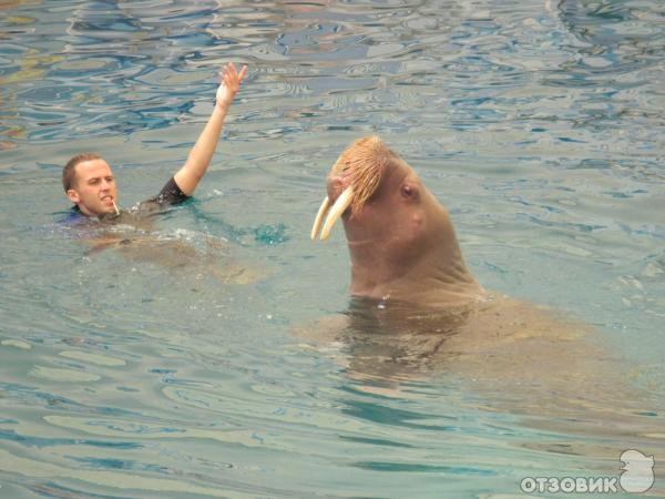 Дельфинарий Troy Aqua & Dolphinarium (Турция, Белек) фото