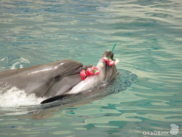 Дельфинарий Troy Aqua & Dolphinarium (Турция, Белек) фото