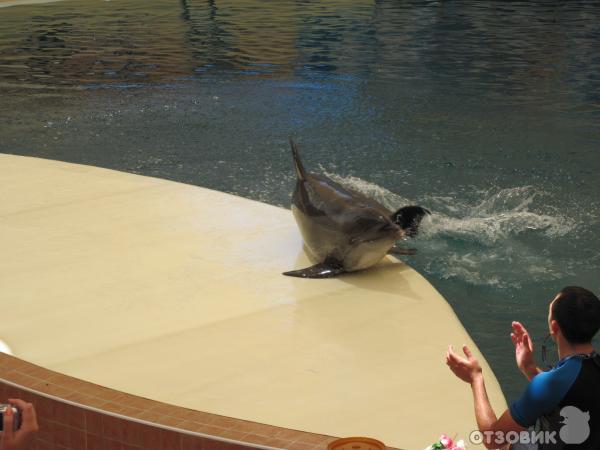 Дельфинарий Troy Aqua & Dolphinarium (Турция, Белек) фото